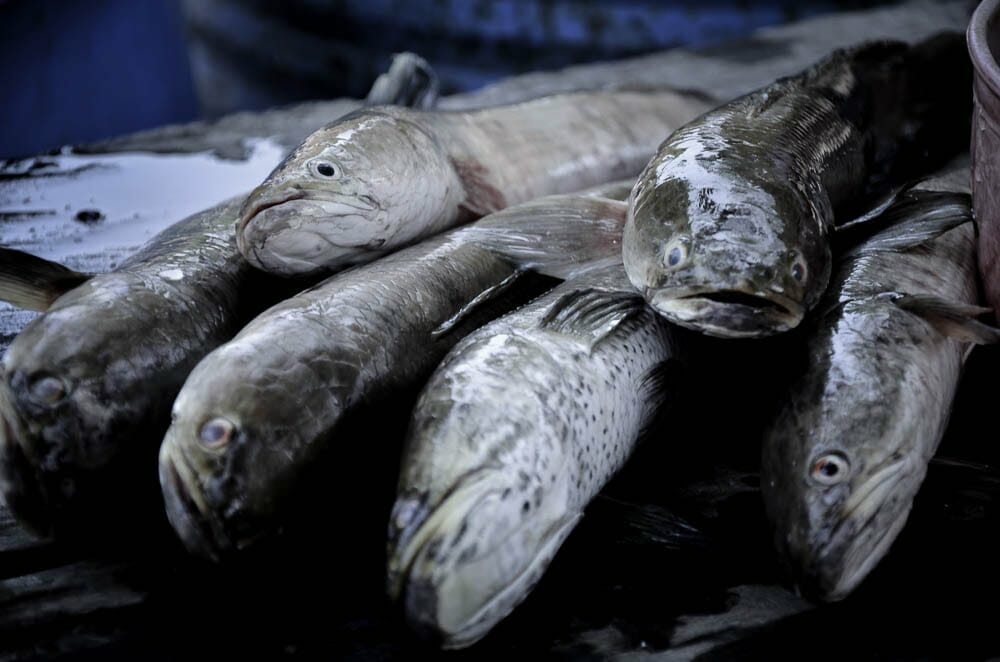 Fish from the O’Tabok River are a main part of the villagers’ diet.