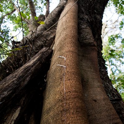 Spiritual tree in Nong Tao Village. In this indigenous community, babies that have died are buried under this tree to return their spirits back to Nature. The white resin flowing from the tree represents the nourishment of mother’s milk.